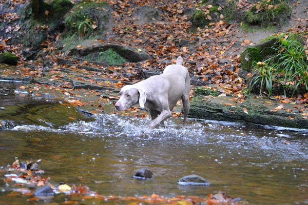 puzzle in river